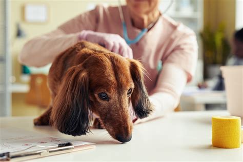 Vaginal Discharge in Dogs: Our Vet Discusses Signs, Causes